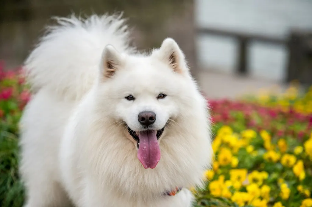 Samoyed smiling in some flowers.