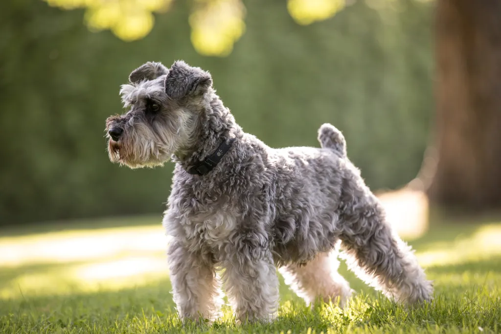 Miniature Schnauzer Dog Breed Health and Care