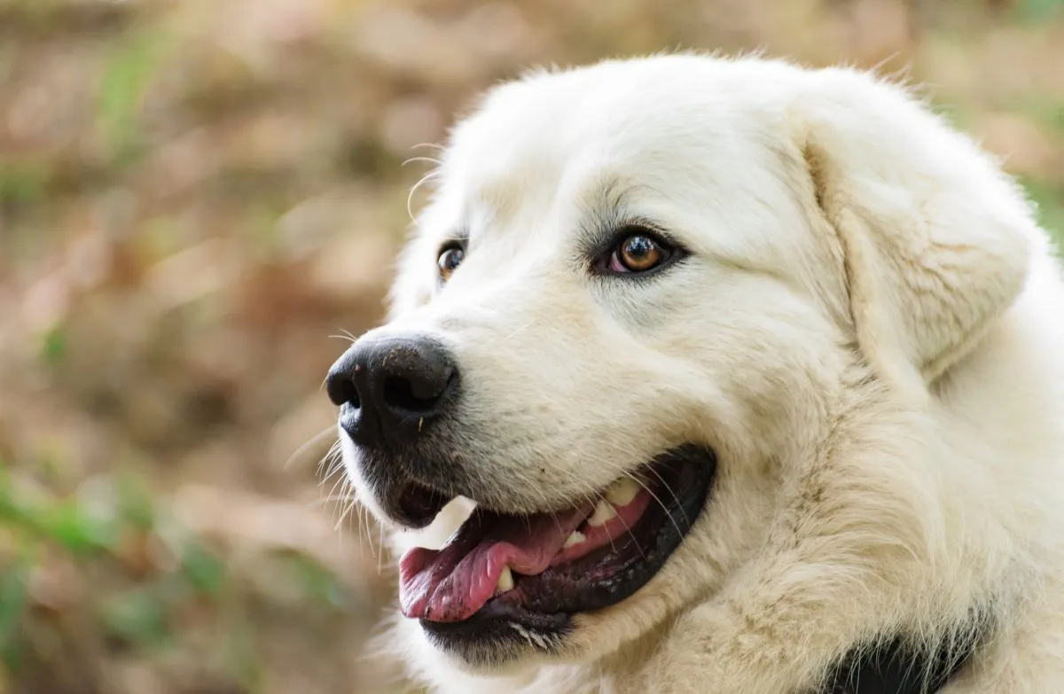 Raising Great Pyrenees Puppies