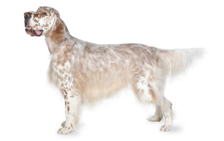 English Setter Dog Breed Information, Pictures, Characteristics & Facts ...