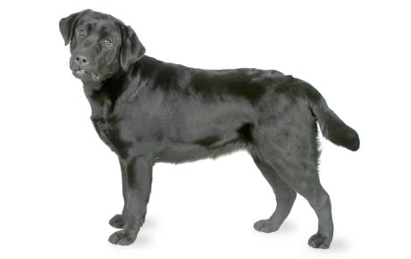 Ovenstående i morgen Kæmpe stor Labrador Retriever Dog Breed Information, Pictures, Characteristics & Facts  - Dogtime