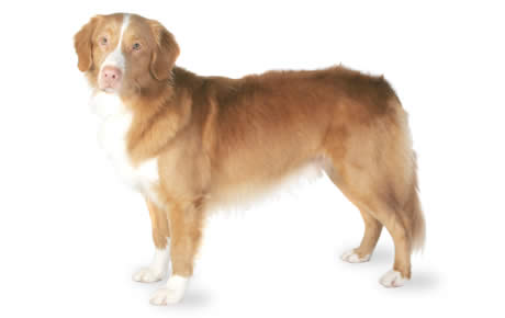 how much does nova scotia duck tolling retriever maintenance cost