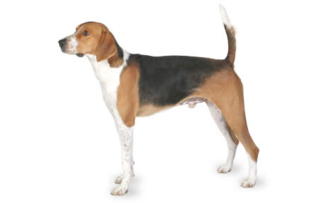 are american foxhounds good with other dogs