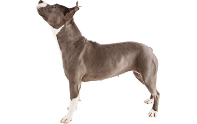 American Pit Bull Terrier Dog Breed Information, Pictures, Characteristics  & Facts - DogTime