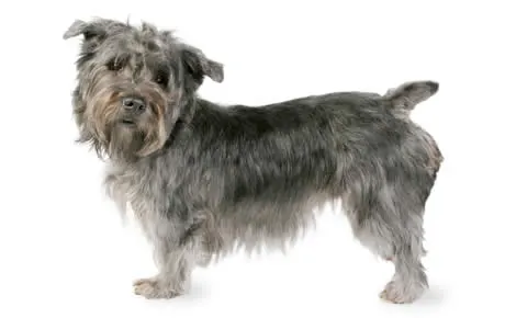 how much does glen of imaal terrier maintenance cost