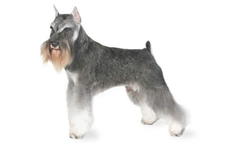 what is the best food for schnauzer puppies