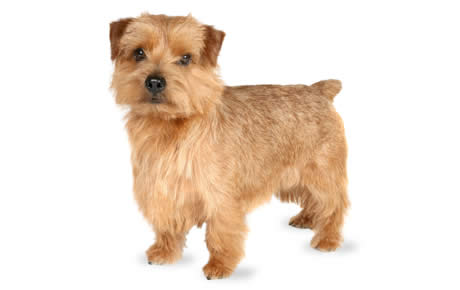 are norfolk terriers cuddly