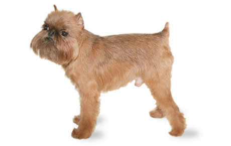 How Much Does A Brussels Griffon Dog Cost
