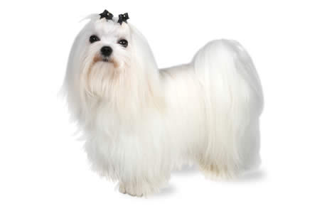 Maltese Dog Breed Information, Pictures, Characteristics & Facts – DogTime