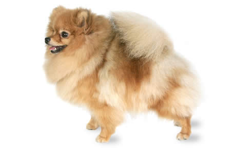 Pomeranian Dog Breed Information, Pictures, Characteristics & Facts –  DogTime