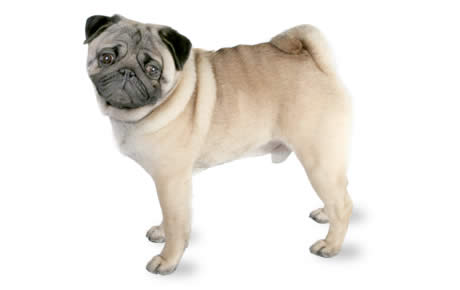 why do pugs get pimples