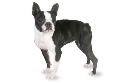Boston Terrier Dog Breed Information, Pictures, Characteristics & Facts ...