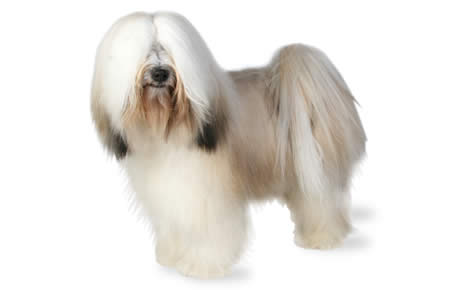 are tibetan terriers terries