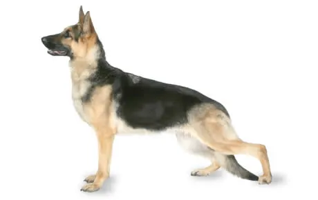 11 Dog Breeds Like the German Shepherd  PetHelpful