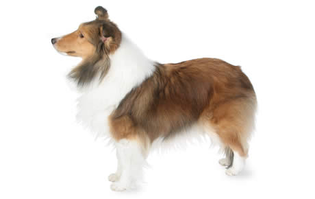 Shetland Sheepdog Dog Breed Information, Pictures, Characteristics & Facts  – Dogtime