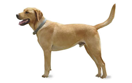 Short haired golden on sale labrador