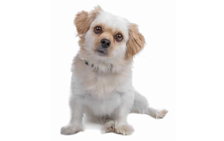 Maltese Shih Tzu Dog Breed Information, Characteristics & Facts