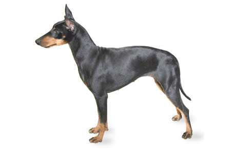 are english toy terriers good companions