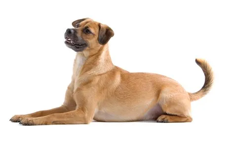 460px x 290px - Mutt (Mixed) Dog Breed Information, Pictures, Characteristics & Facts -  DogTime