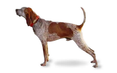 english redtick coonhound puppies