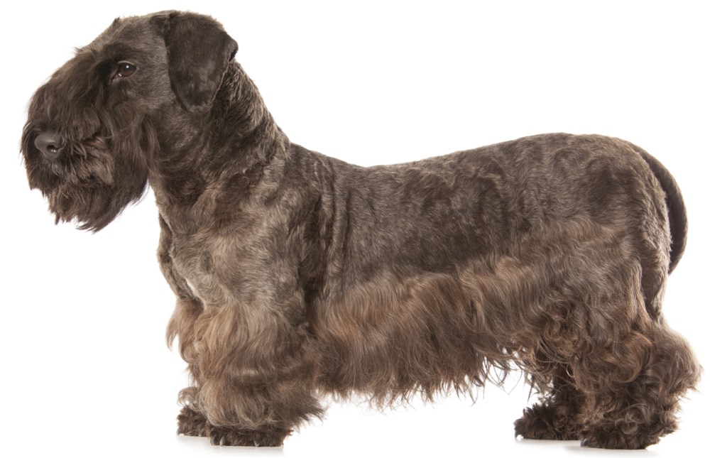 what does a cesky terrier look like