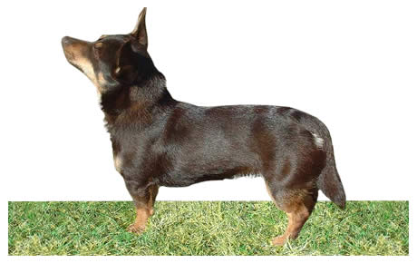 are lancashire heelers easy to train