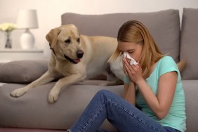 Woman sitting near labrador dog sneezing in tissue, fur allergy, antihistamine