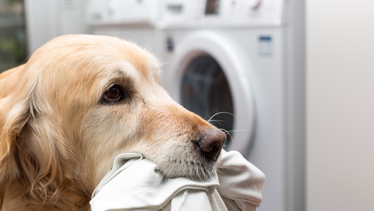 Golden Retriever dog doing laundry at home