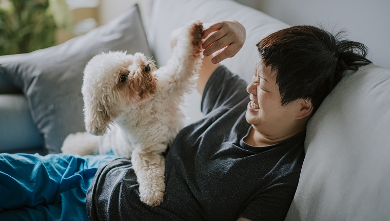 toy poodle male dog morning time with his owner asian chinese woman on sofa bonding time