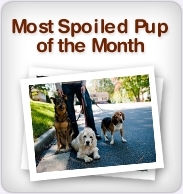 Most Spoiled Pup of the Month
