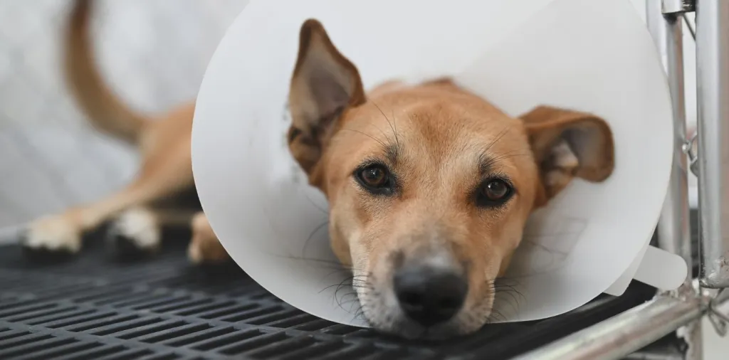 Dog lying down with plastic cone on head after spay or neuter surgery