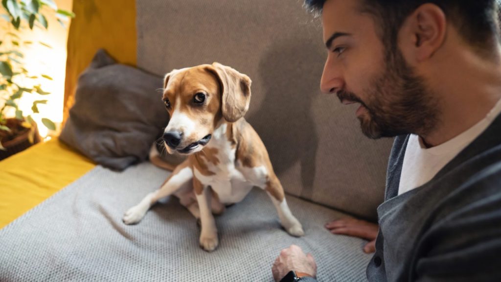 A Beagle is scolded by their pet parent — dominance training can lead to fearful behavior.