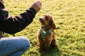 man training deaf dog in field