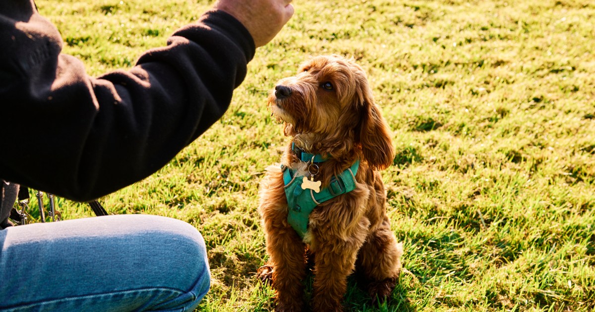 how-to-train-a-deaf-dog-dogtime