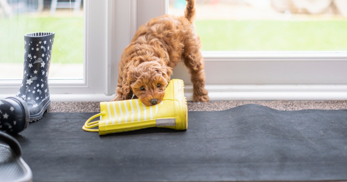 How to Stop Your Puppy From Chewing Dogs Academies