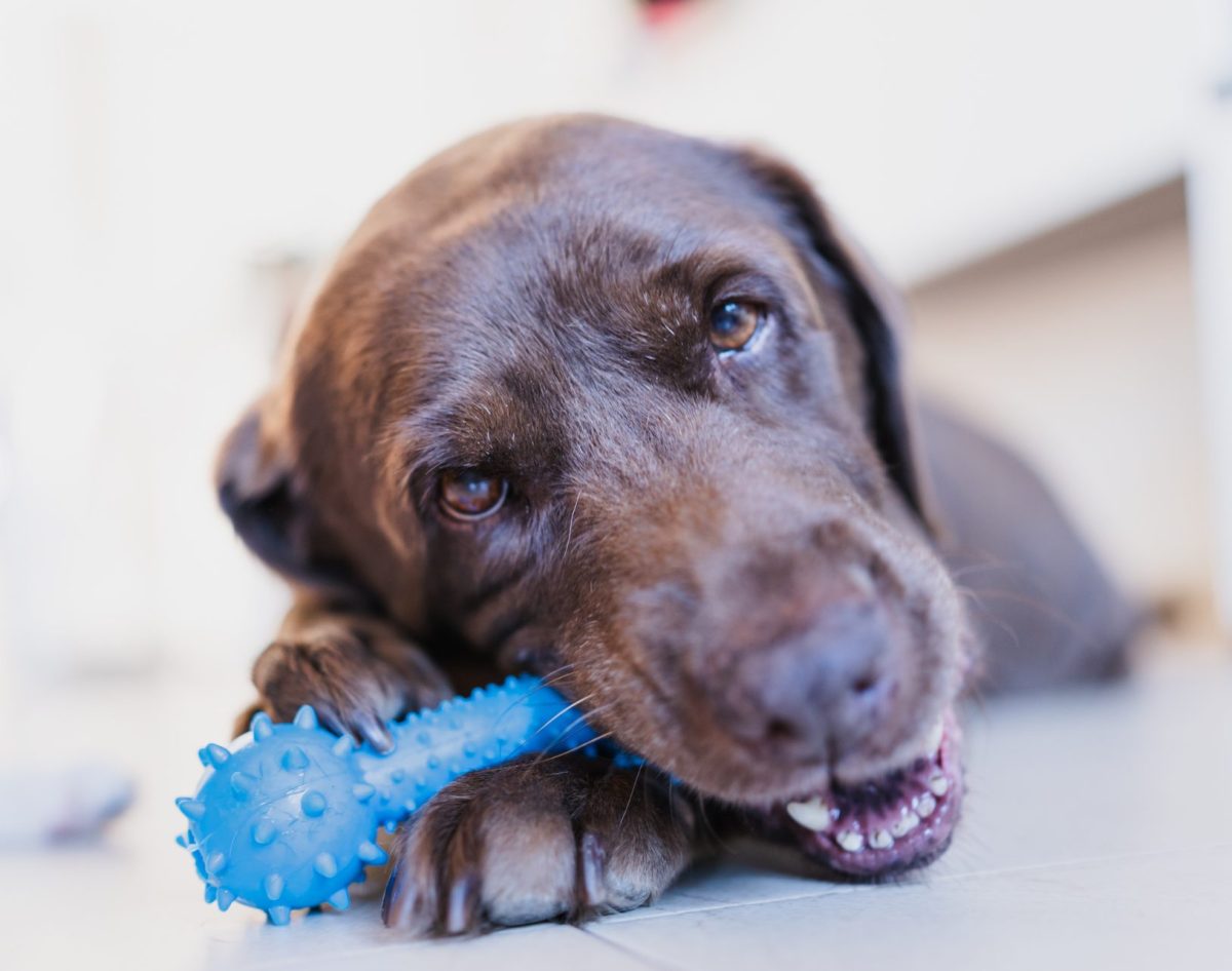 Puppy best sale teething aggression