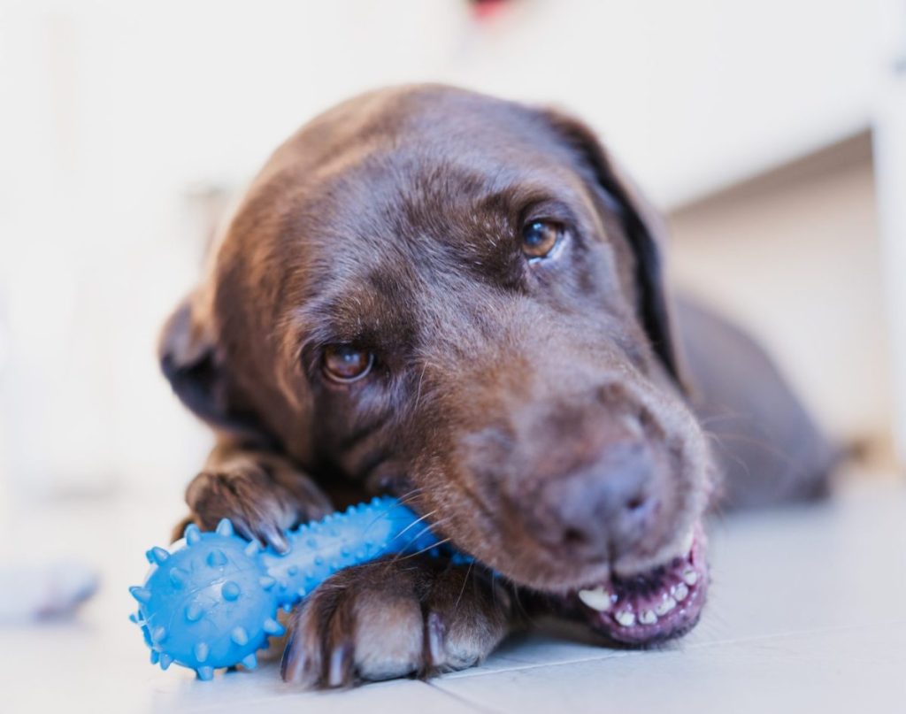 Dog guarding blue chew toy