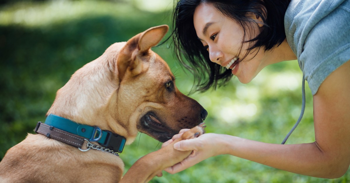 How to Make Dog Training Fun DogTime