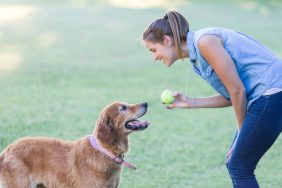 woman training dog with tennis ball without treats
