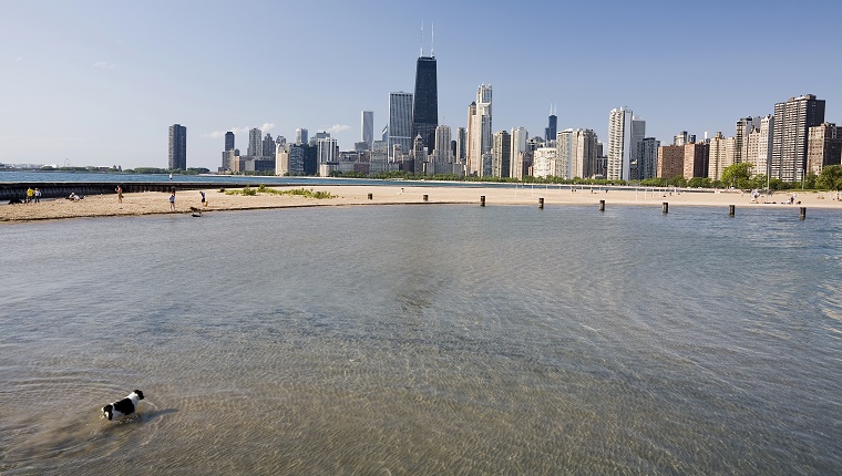 A dog walks in the water at a beach with the Chicago skyline in the background.