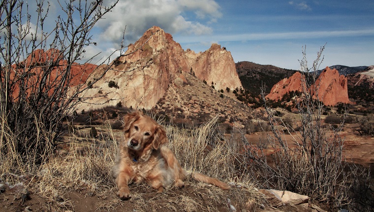 A Golden Retreiver lies in front of the Garden of the Gods park.