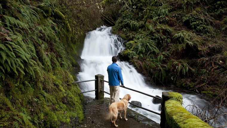 A man walks his dog to a waterfall in the woods.