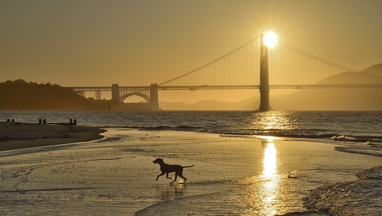A dog runs in the water near a beach with the Golden Gate Bridge in the background.
