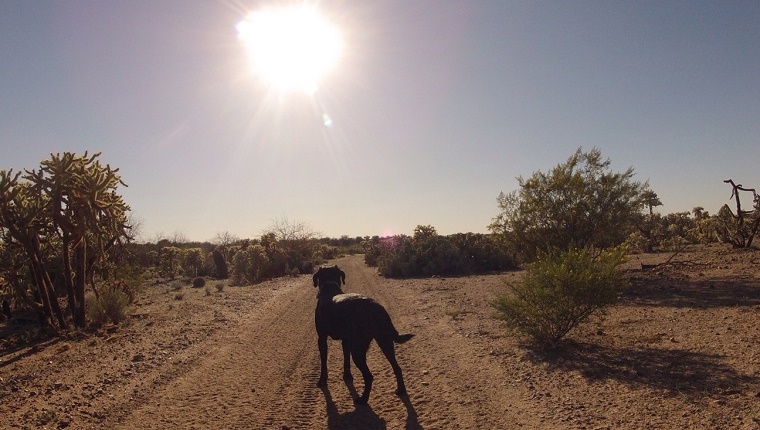 A dog stands on a dirt road in the desert and looks toward the setting sun.