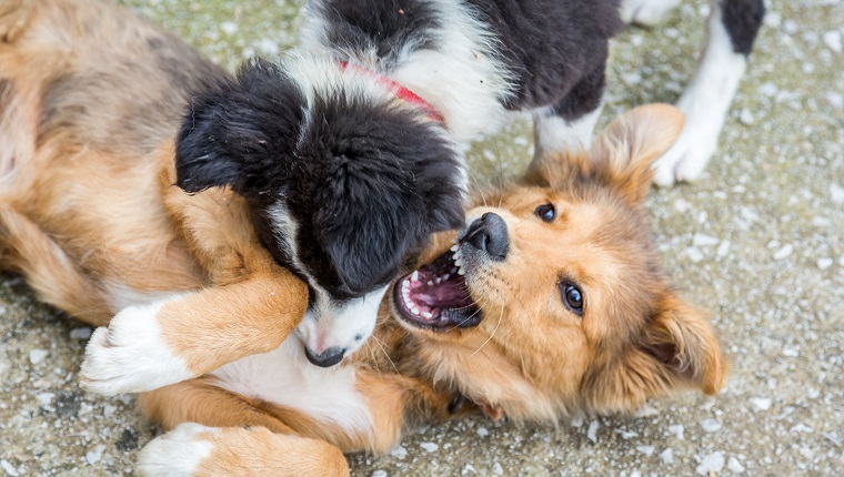 are puppies fighting or playing