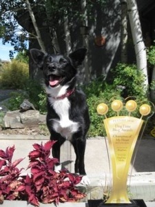 Roxanne Hawn: Petties Best Dog Blog winner