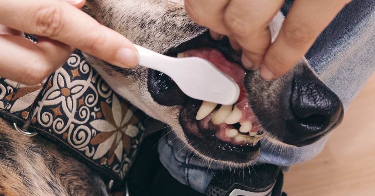 How To Brush A Dog's Teeth DogTime