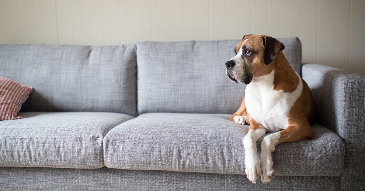 Keep dogs off furniture DogTime