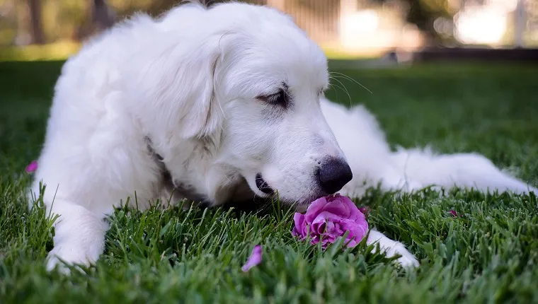 Great Pyrenees sniffing a purple rose