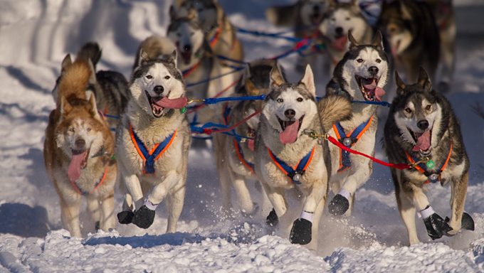 The Real-Life Diet of an Iditarod Musher, Who Eats When His Dogs Eat